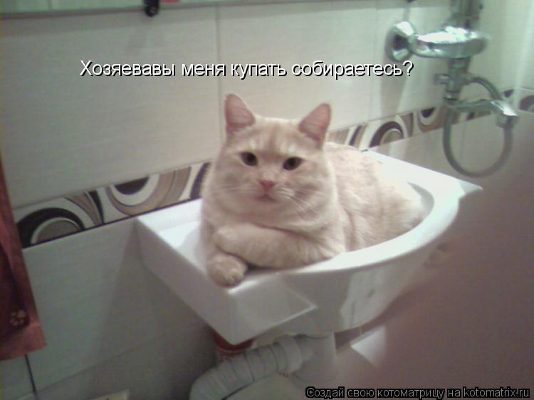 Котоматрица: Хозяевавы меня купать собираетесь?