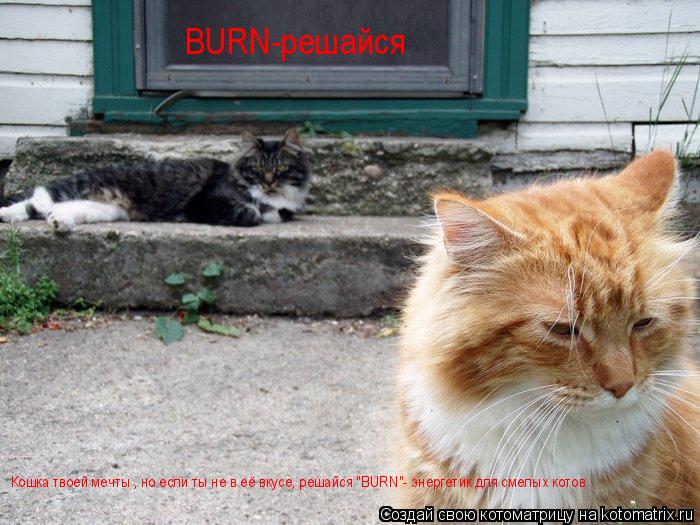 Котоматрица: Кошка твоей мечты , но если ты не в её вкусе, решайся "BURN"- энергетик для смелых котов Кошка твоей мечты , но если ты не в её вкусе, решайся "BURN"-