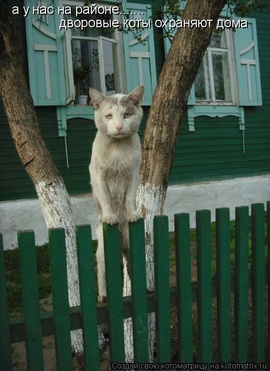 Котоматрица: а у нас на районе....... дворовые коты охраняют дома
