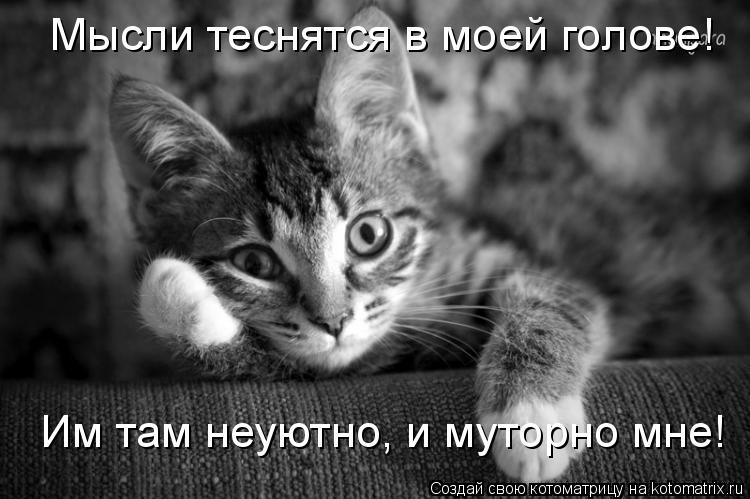 Им там неуютно, и муторно мне! Мысли теснятся в моей голове!... Котоматрица: Им там неуютно, и муторно мне! Мысли теснятся в моей голове!