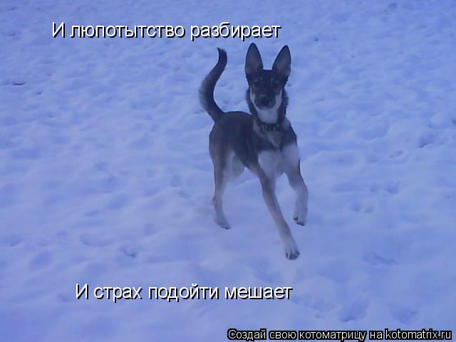 Котоматрица: И люпотытство разбирает И страх подойти мешает