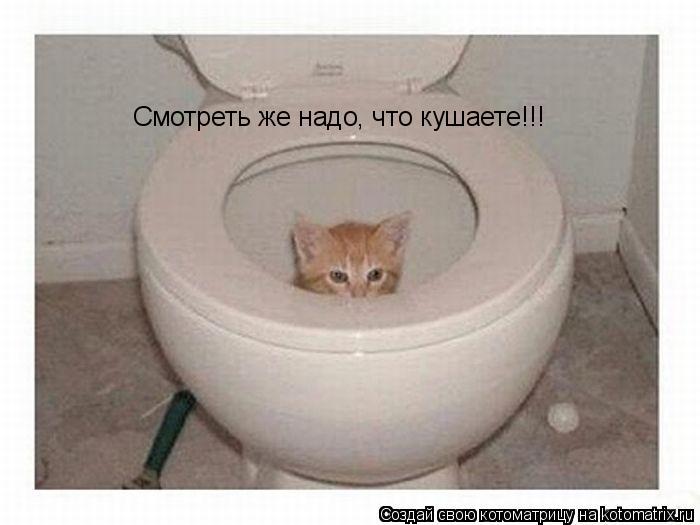 Котоматрица: Смотреть же надо, что кушаете!!!