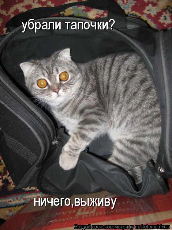 Котоматрица: убрали тапочки? ничего,выживу