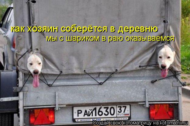 Котоматрица: й как хозяин соберётся в деревню мы с шариком в раю оказываемся