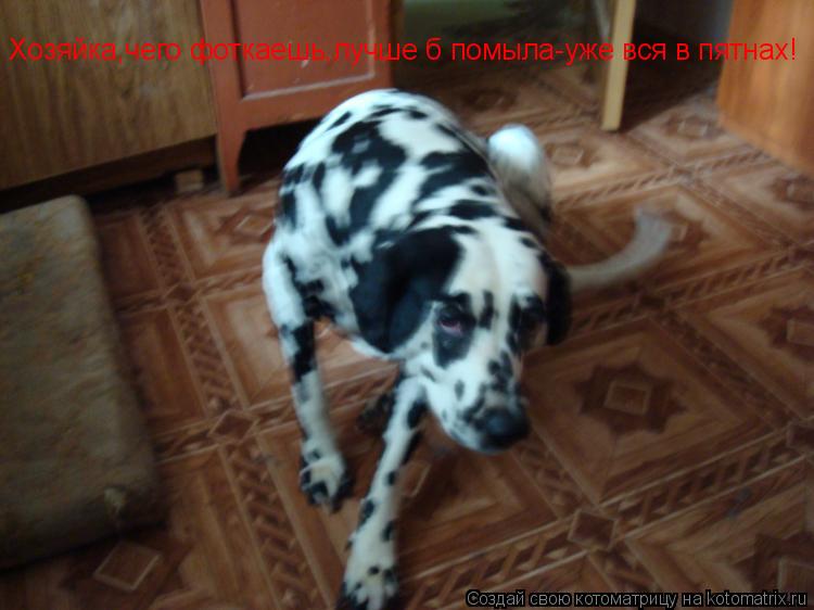 Котоматрица: Хозяйка,чего фоткаешь,лучше б помыла-уже вся в пятнах!