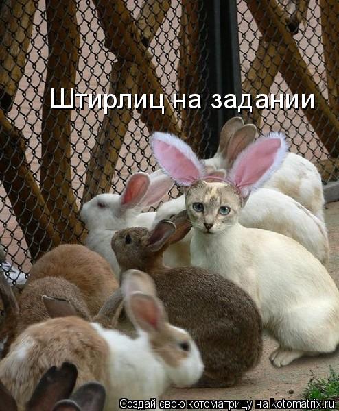 Котоматрица: Штирлиц на задании