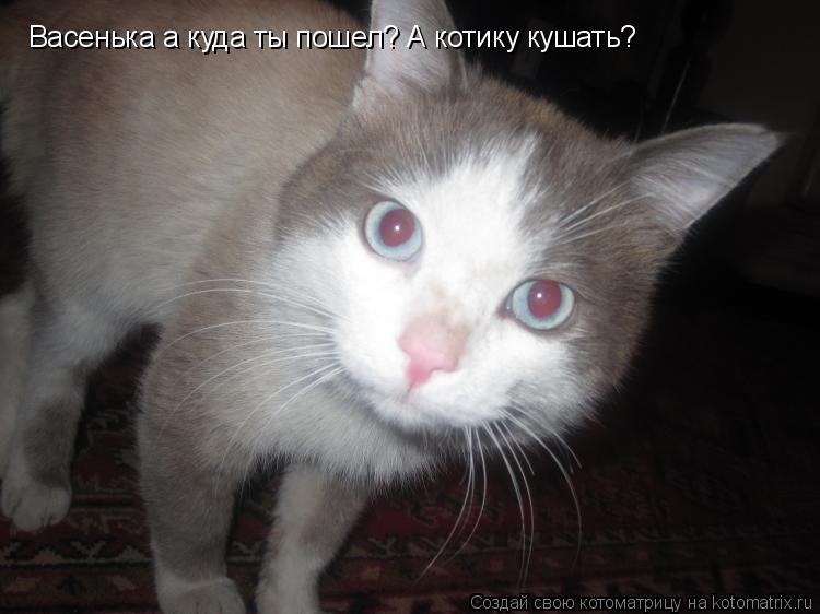Васенька а куда ты пошел? А котику кушать?... Котоматрица: Васенька а куда ты пошел? А котику кушать?