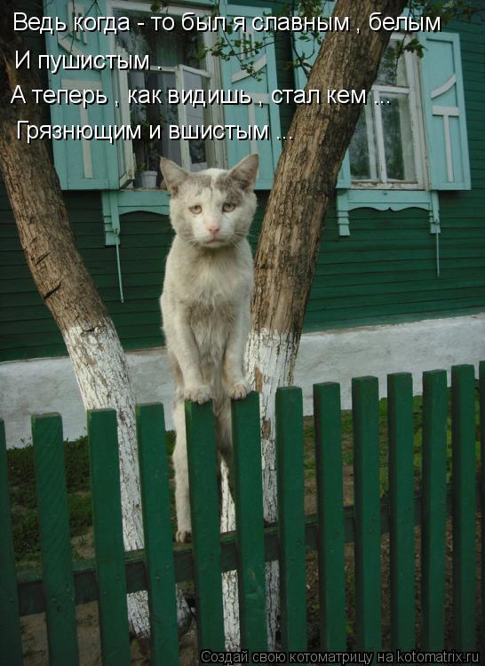 Ведь когда - то был я славным , белым И пушистым . А теперь , как видишь , стал кем ... Грязнющим и ... Котоматрица: Ведь когда - то был я славным , белым И пушистым . А теперь , как видишь , стал кем ... Грязнющим и вшистым ...