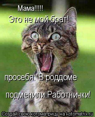 Котоматрица: Мама!!!!! Это не мой брат! Это не мой брат! просебя:"В роддоме  подменили.Работнички!