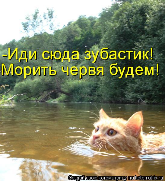 -Иди сюда зубастик! Морить червя будем!... Котоматрица: -Иди сюда зубастик! Морить червя будем!