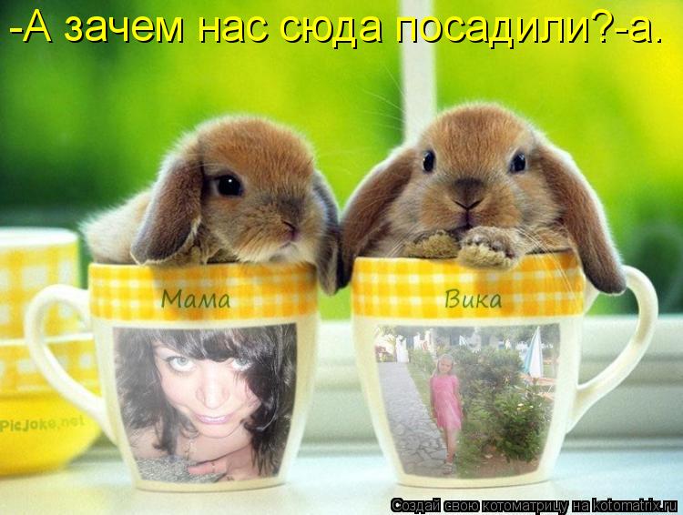 Котоматрица: -А зачем нас сюда посадили?-а.