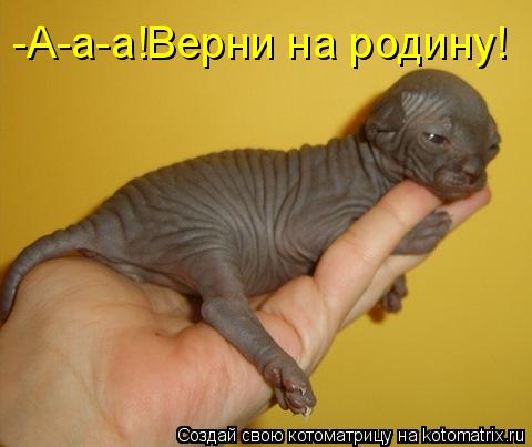 Котоматрица: -А-а-а!Верни на родину!