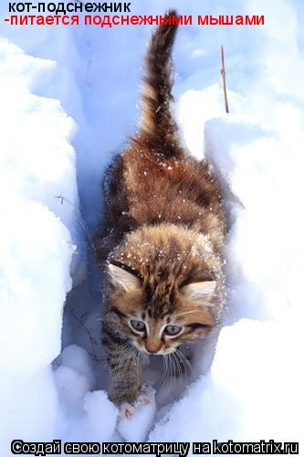 Котоматрица: кот-подснежник -питается подснежными мышами
