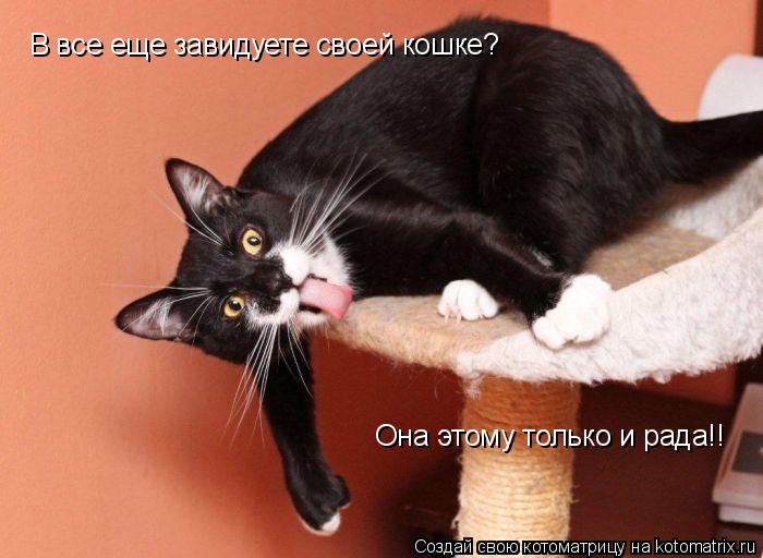 Котоматрица: В все еще завидуете своей кошке? Она этому только и рада!!