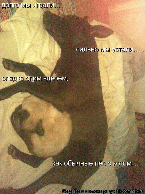 Котоматрица: долго мы играли.... сильно мы устали....... сладко спим вдвоем, как обычные пёс с котом....