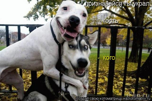 Котоматрица: признавайся ты украл  -  кого -   - кость