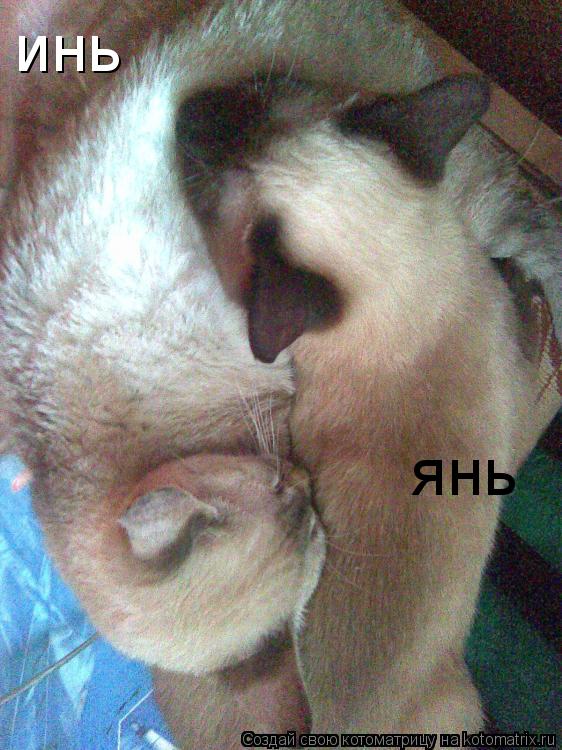 Котоматрица: инь янь