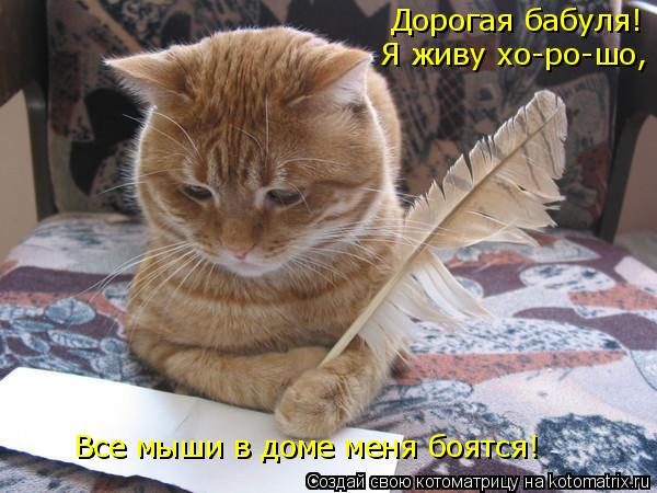 Дорогая бабуля! Я живу хо-ро-шо, Все мыши в доме меня боятся!... Котоматрица: Дорогая бабуля! Я живу хо-ро-шо, Все мыши в доме меня боятся!