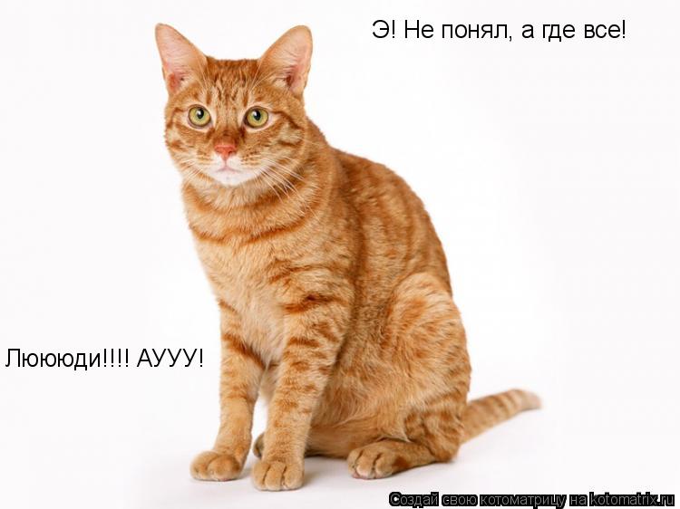 Котоматрица: Э! Не понял, а где все! Люююди!!!! АУУУ!