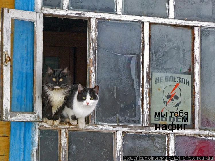 Котоматрица: мы тебя м нафиг