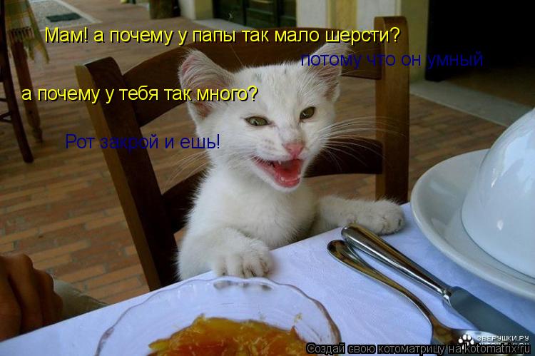 Котоматрица: Мам! а почему у папы так мало шерсти? потому что он умный а почему у тебя так много? Рот закрой и ешь!