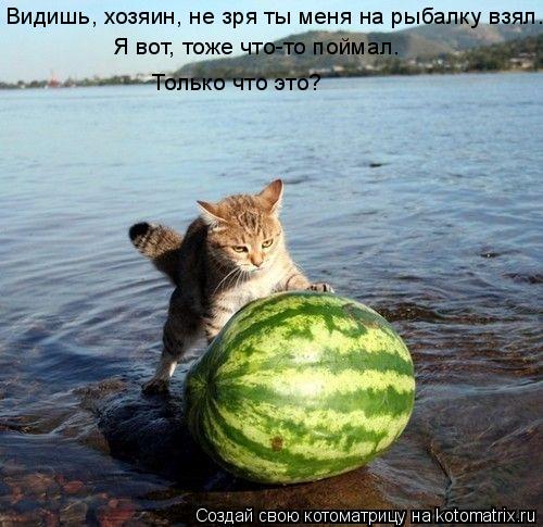 Котоматрица: Видишь, хозяин, не зря ты меня на рыбалку взял. Я вот, тоже что-то поймал. Только что это?