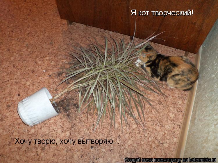 Котоматрица: Я кот творческий! Хочу творю, хочу вытворяю...
