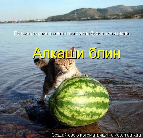 Котоматрица: Прикинь хозяин в меня этим с яхты бросаться начали, Алкаши блин