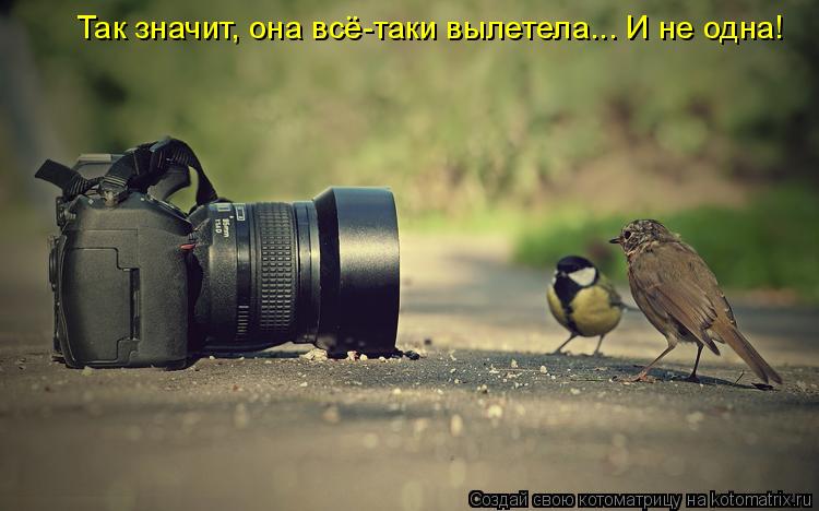 Котоматрица: Так значит, она всё-таки вылетела... И не одна!
