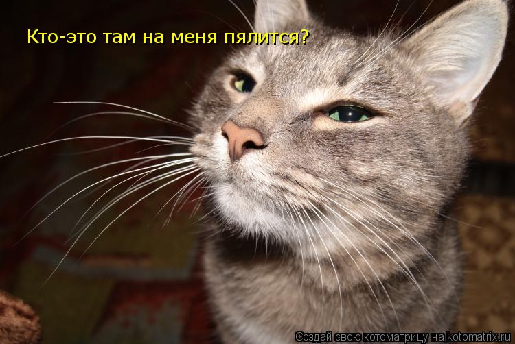 Котоматрица: Кто-это там на меня пялится?