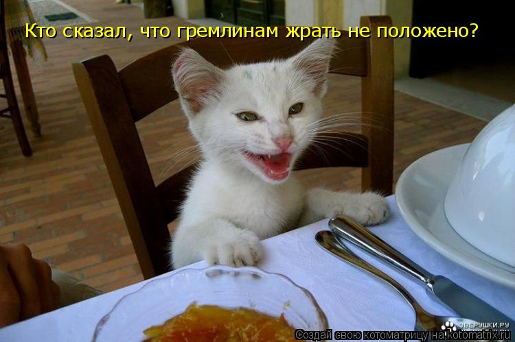 Котоматрица: Кто сказал, что гремлинам жрать не положено? Кто сказал, что гремлинам жрать не положено?