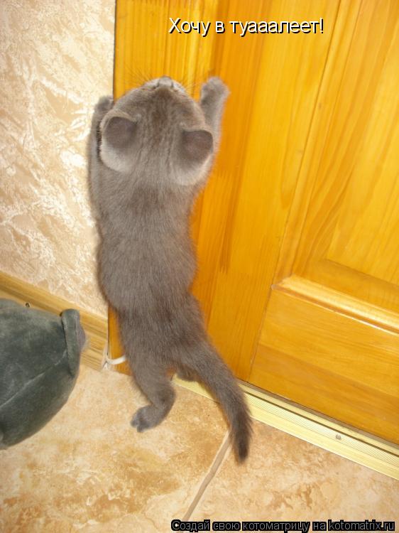 Котоматрица: Хочу в туааалеет!