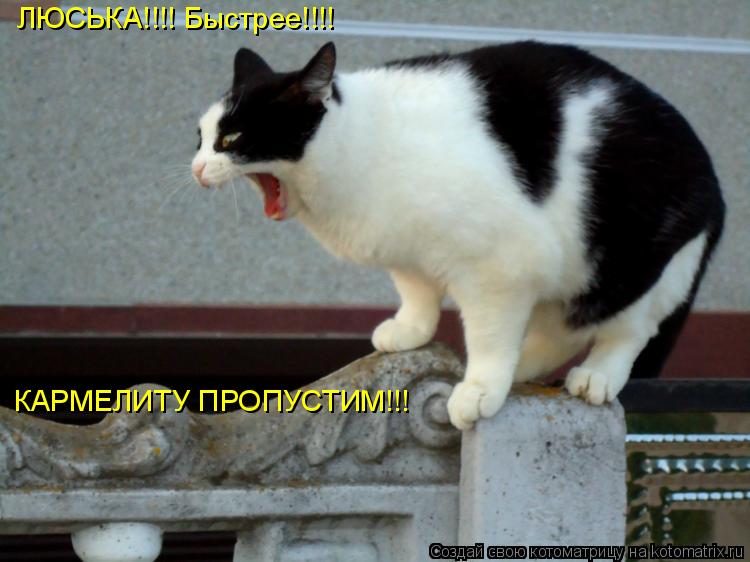 Котоматрица: ЛЮСЬКА!!!! Быстрее!!!! КАРМЕЛИТУ ПРОПУСТИМ!!!