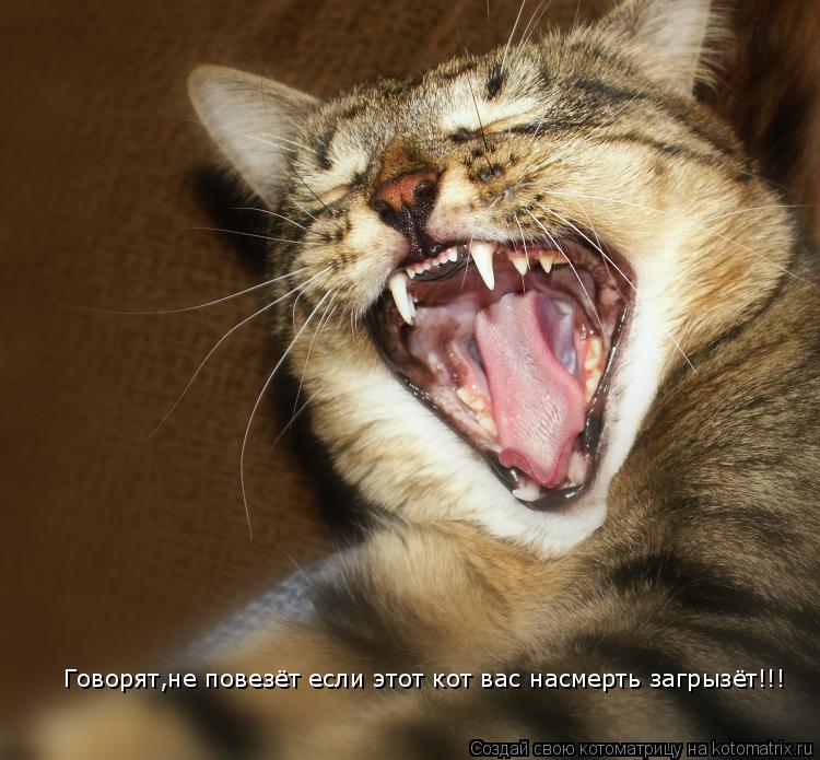 Котоматрица: Говорят,не повезёт если этот кот вас насмерть загрызёт!!!