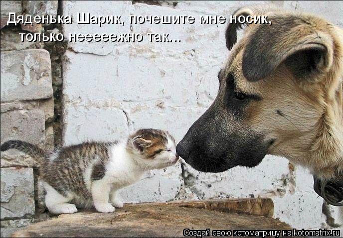 Дяденька Шарик, почешите мне носик, только нееееежно так...... Котоматрица: Дяденька Шарик, почешите мне носик, только нееееежно так...
