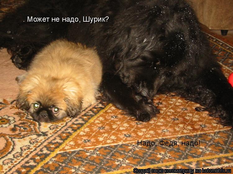 Котоматрица: — Может не надо, Шурик? — Надо, Федя, надо!
