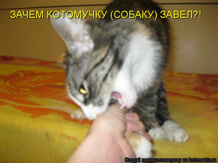 Котоматрица: ЗАЧЕМ КОТОМУЧКУ (СОБАКУ) ЗАВЕЛ?!