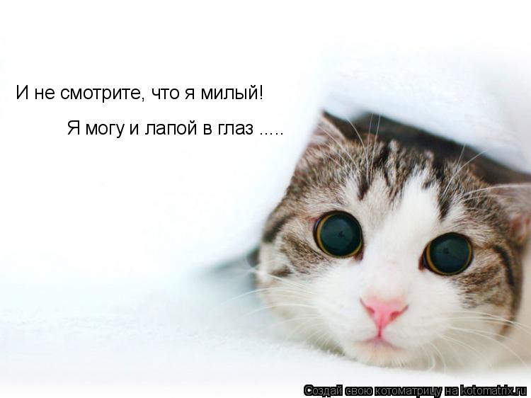 Котоматрица: И не смотрите, что я милый! Я могу и лапой в глаз .....