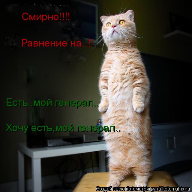 Котоматрица: Смирно!!!! Равнение на..!! Есть..мой генерал.. Хочу есть,мой генерал..