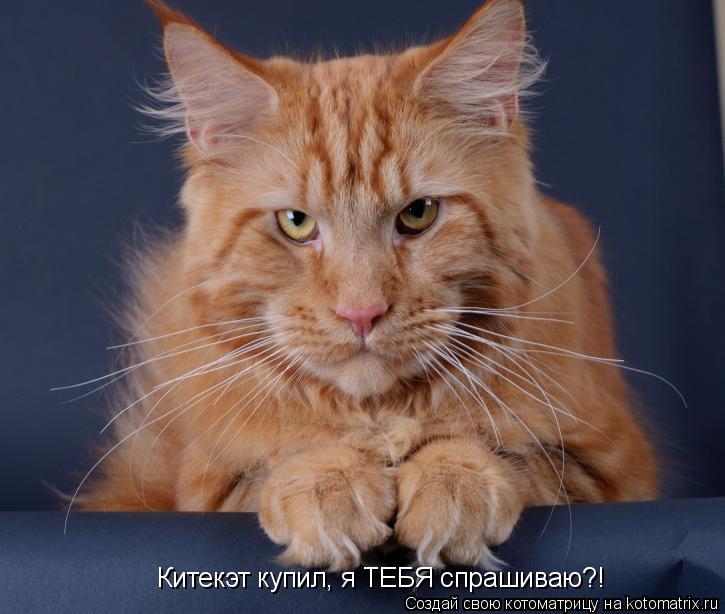 Котоматрица: Китекэт купил, я ТЕБЯ спрашиваю?!