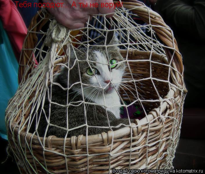 Котоматрица: Тебя посодют... А ты не воруй!