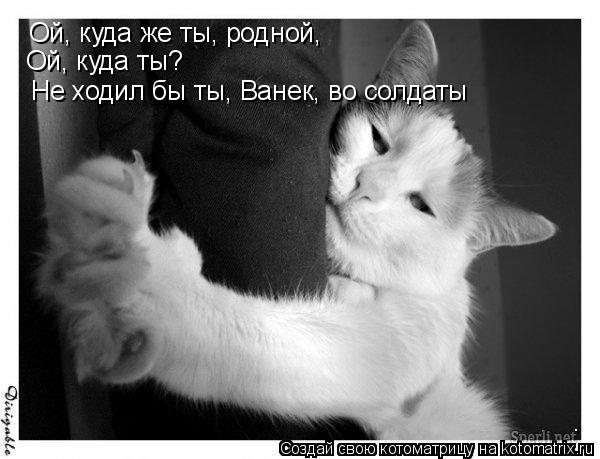 Котоматрица: Ой, куда же ты, родной, Ой, куда ты? Не ходил бы ты, Ванек, во солдаты