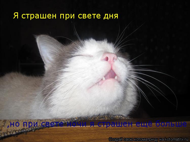 Котоматрица: Я страшен при свете дня  ,но при свете ночи я страшен ещё больше