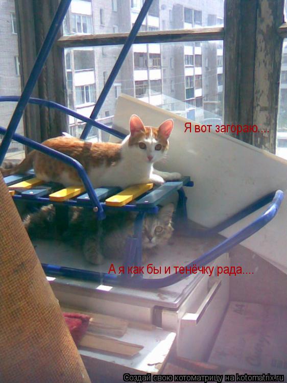 Котоматрица: Я вот загораю.... А я как бы и тенёчку рада....