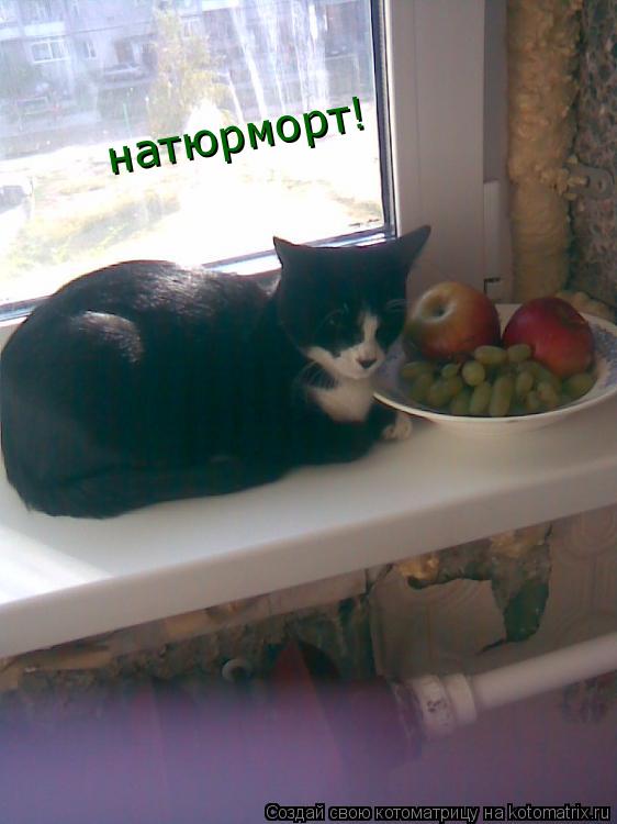 Котоматрица: натюрморт!