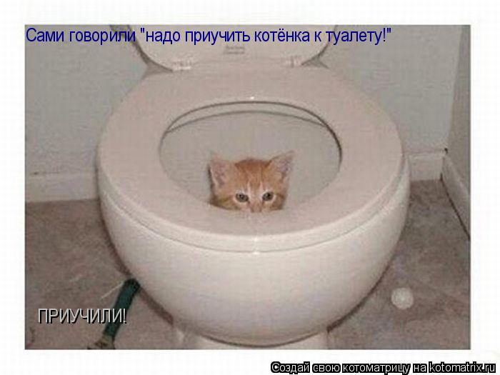 Котоматрица: Сами говорили "надо приучить котёнка к туалету!" ПРИУЧИЛИ!