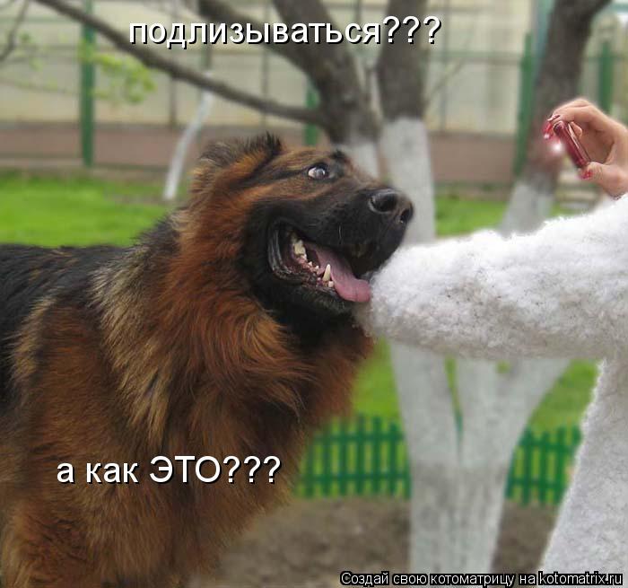 Котоматрица: подлизываться??? а как ЭТО???