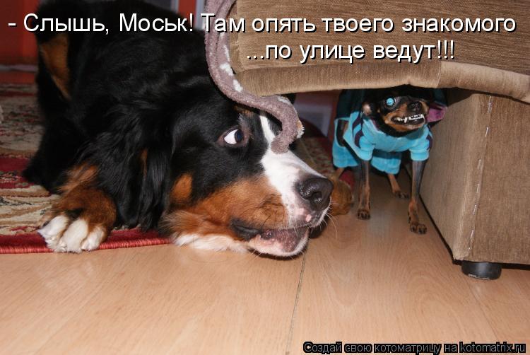 - Слышь, Моськ! Там опять твоего знакомого ...по улице ведут!!!... Котоматрица: - Слышь, Моськ! Там опять твоего знакомого ...по улице ведут!!!