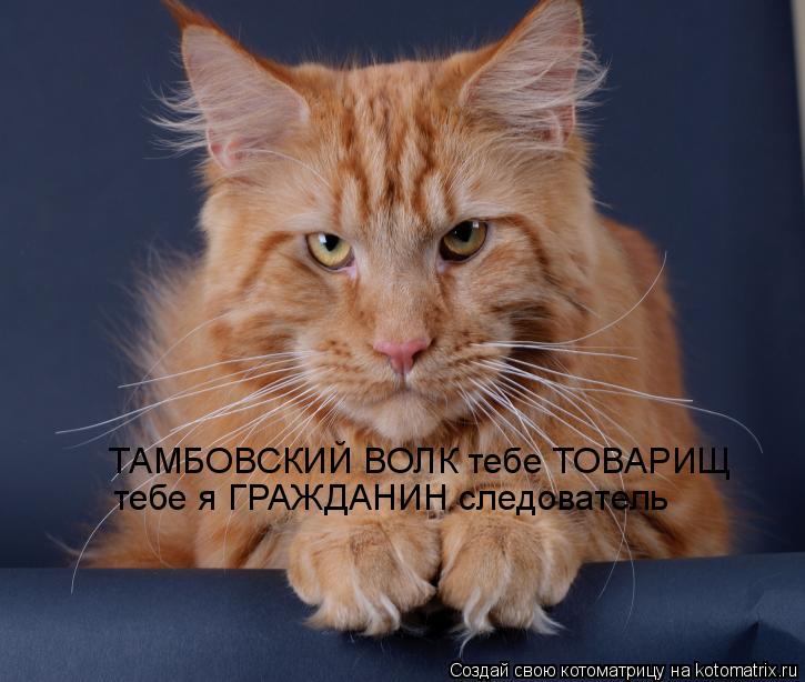 Котоматрица: ТАМБОВСКИЙ ВОЛК тебе ТОВАРИЩ тебе я ГРАЖДАНИН следователь