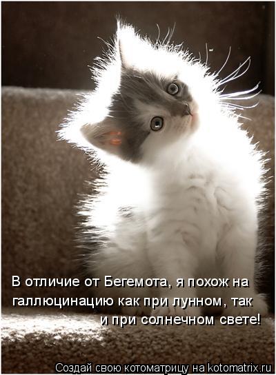 Котоматрица: галлюцинацию как при лунном, так  В отличие от Бегемота, я похож на и при солнечном свете!